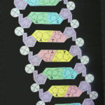 Dna Paper Model To Cut And Assemble Inside Printable Paper Dna Model Template