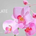 How To Make Orchid Paper Flower From Printer Paper, Free Template Intended For Free Printable Paper Orchid Template