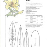 Lily 02 For Printable Paper Lily Template