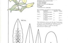 Lily 02 for Printable Paper Lily Template