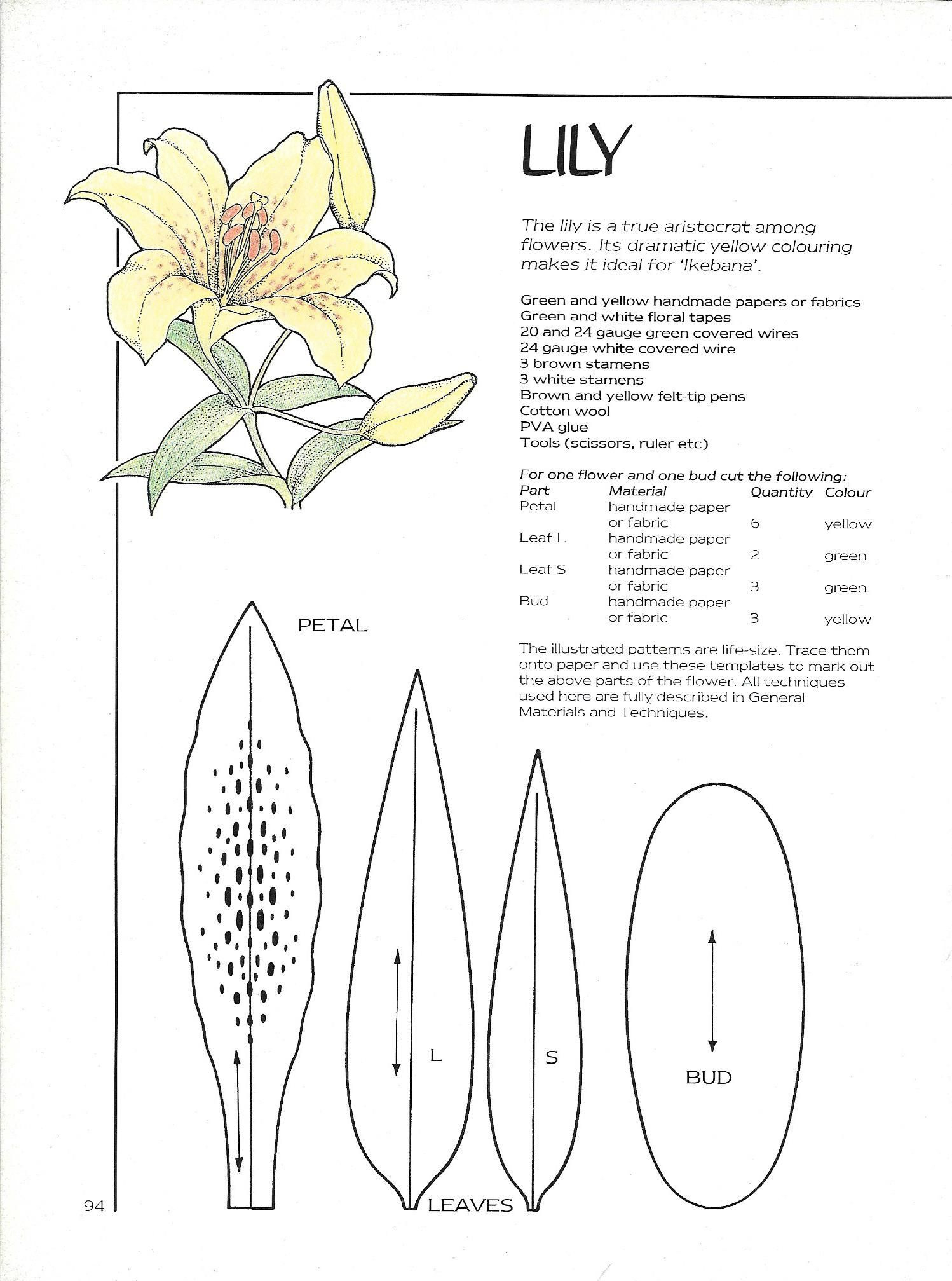 Lily 02 for Printable Paper Lily Template