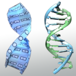 Pdb 101: Learn: Paper Models: Dna With Printable Paper Dna Model Template