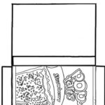 Pop Tart Paper Squishy Template Free 🌺🌴🌊🥥🍓 Within Printable Paper Squishy Template